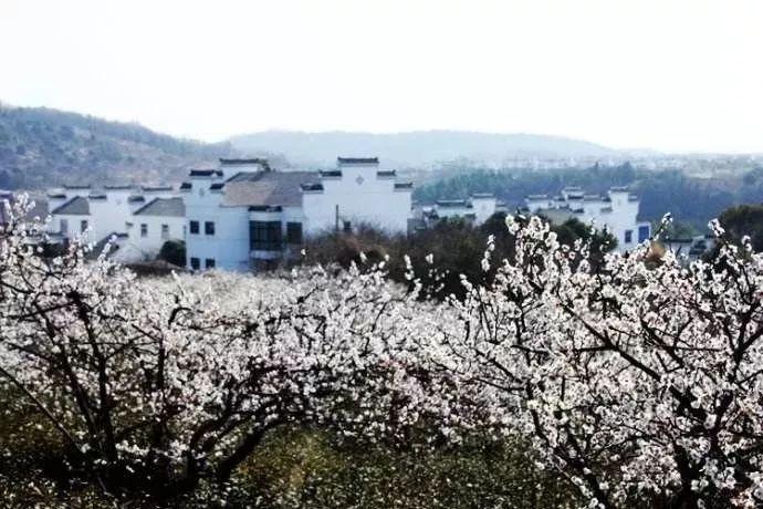 奶油杯月季的优缺点-社群分享平台,探索兴趣与交流